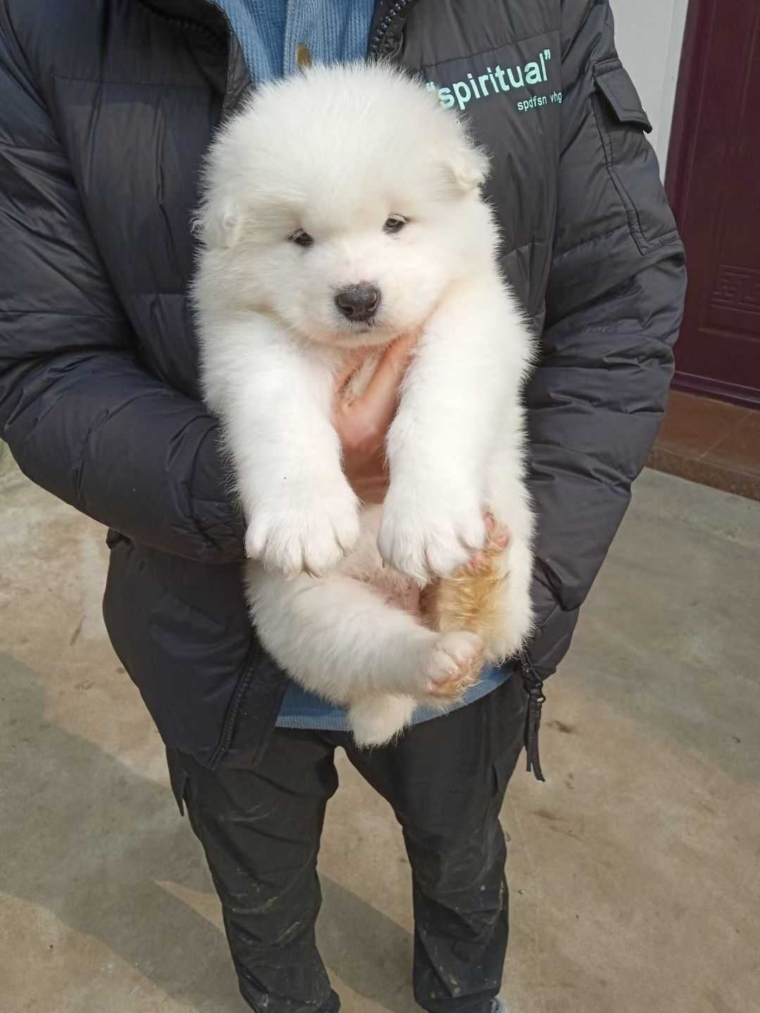 熊版萨摩耶，自家的犬舍繁育，纯种保证健康